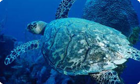 WildOcean_HealthyOceans