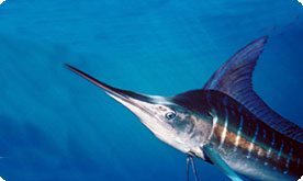 WildOcean_TMOTM(2)