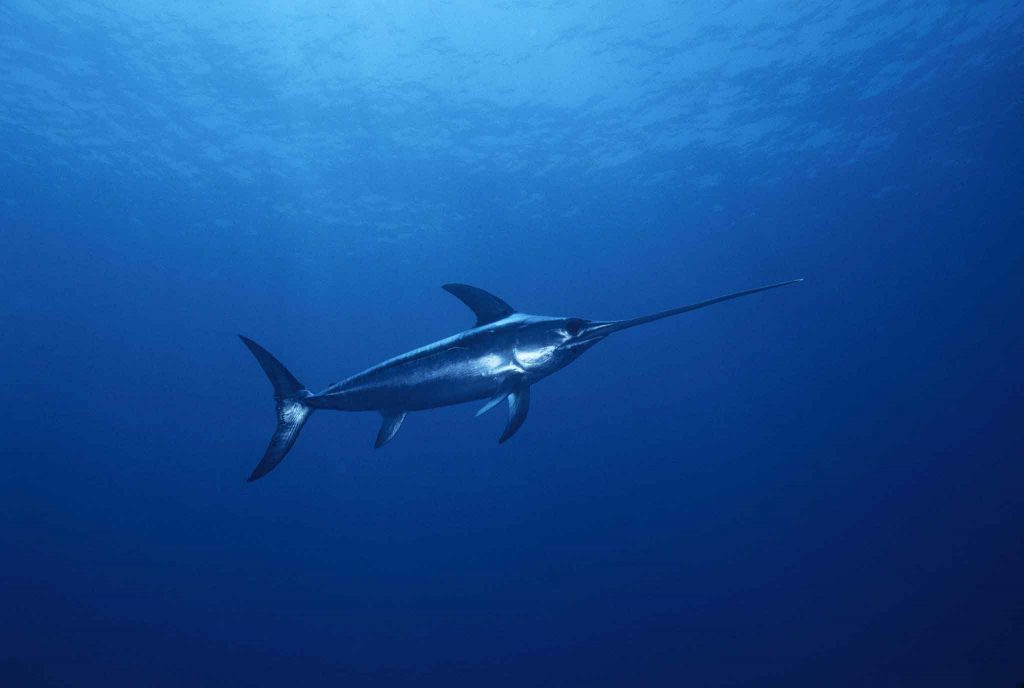 A Giant Leap for Fishkind