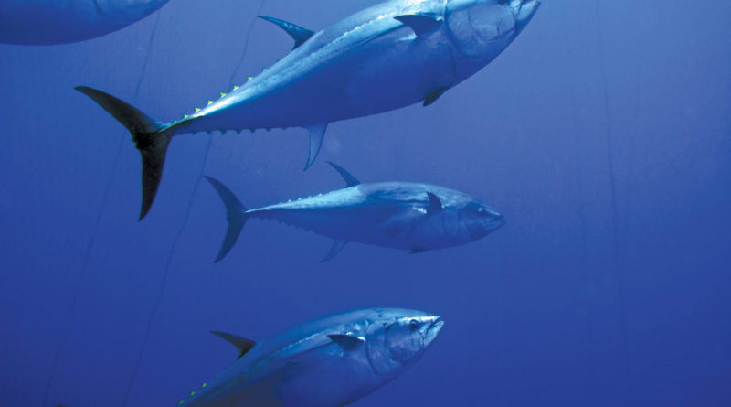 The Pacific Bluefin:  Down But Not Out - Yet
