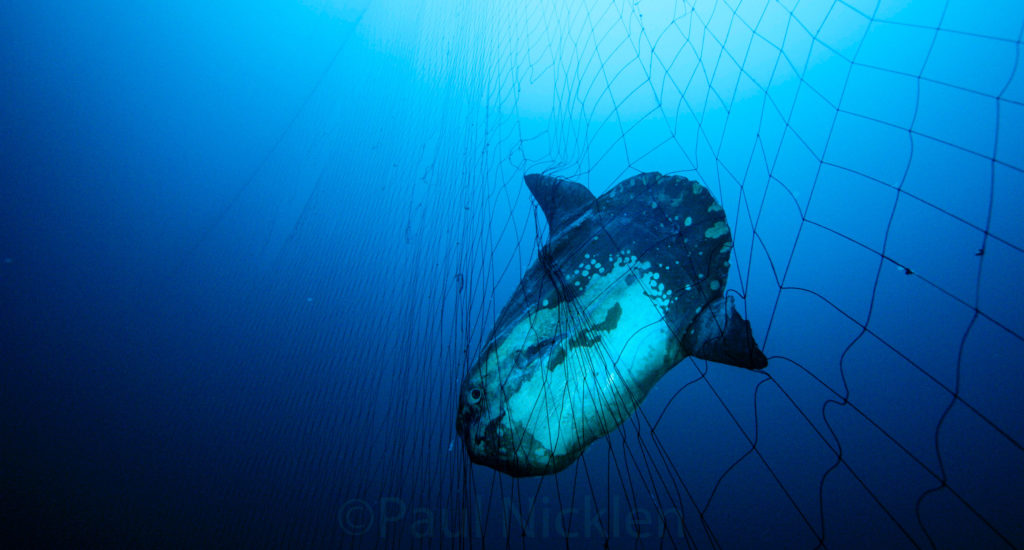 Protect Our Oceans From Destructive Fishing Gear