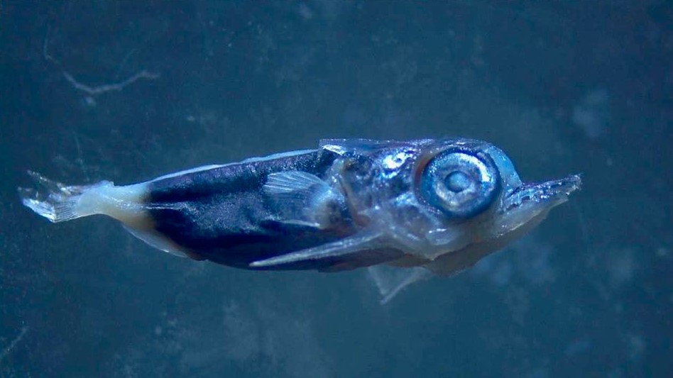 Billfish_PC_JPerelman