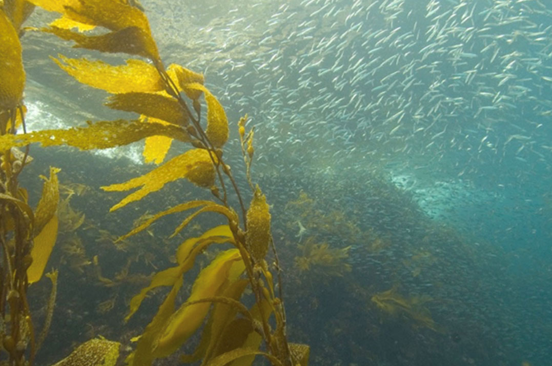 Wild Oceans Receives Prestigious Conservation Award for Billfish Work