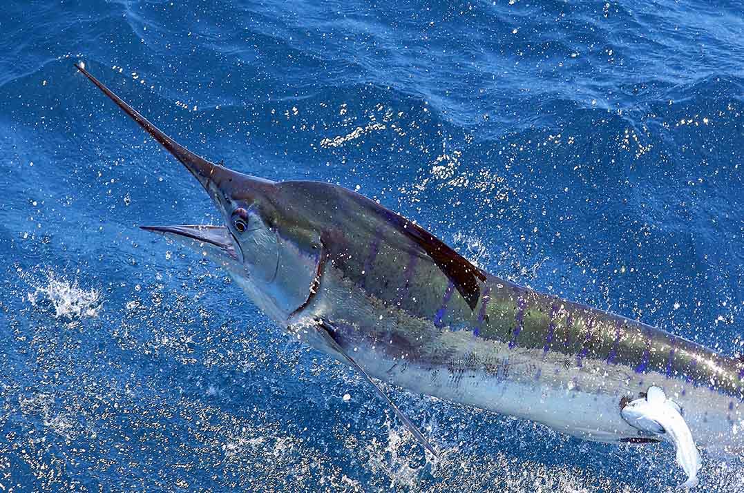 Large Marine Fish Conservation - Strategy A