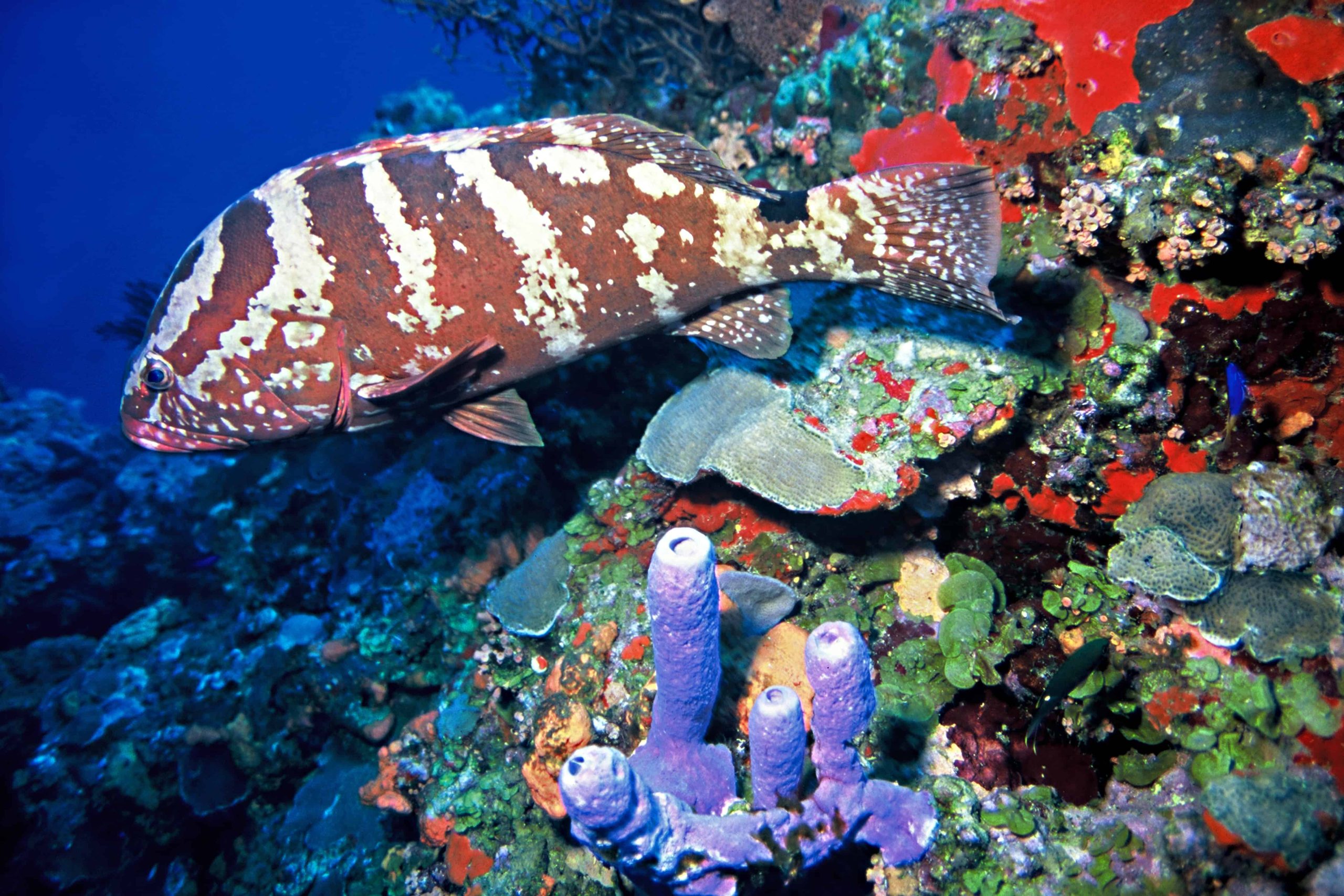 Reef Groupie