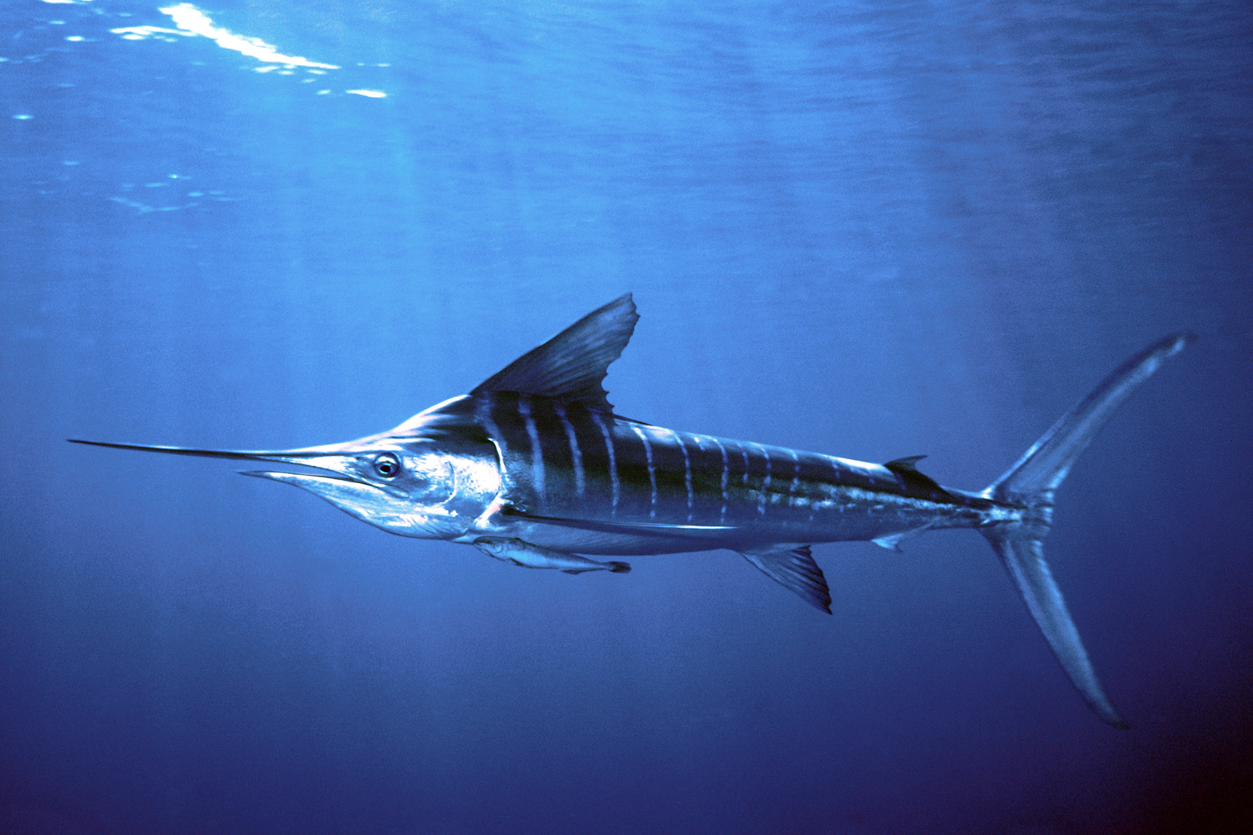 PRESS RELEASE: NEW HOPE FOR BILLFISH IN THE PACIFIC