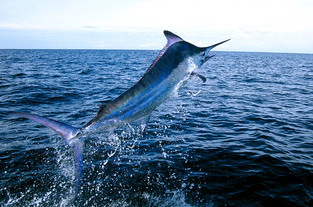 blue-thunder-our-mission