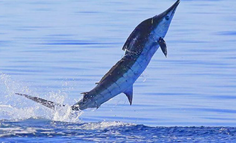 President Signs Billfish Conservation Act II