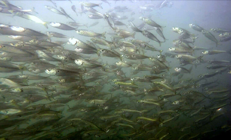 For Menhaden, Time to Act is Here and Now