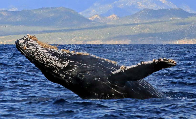 NOAA Fisheries Cuts Safety Net for Pacific Whales and Sea Turtles