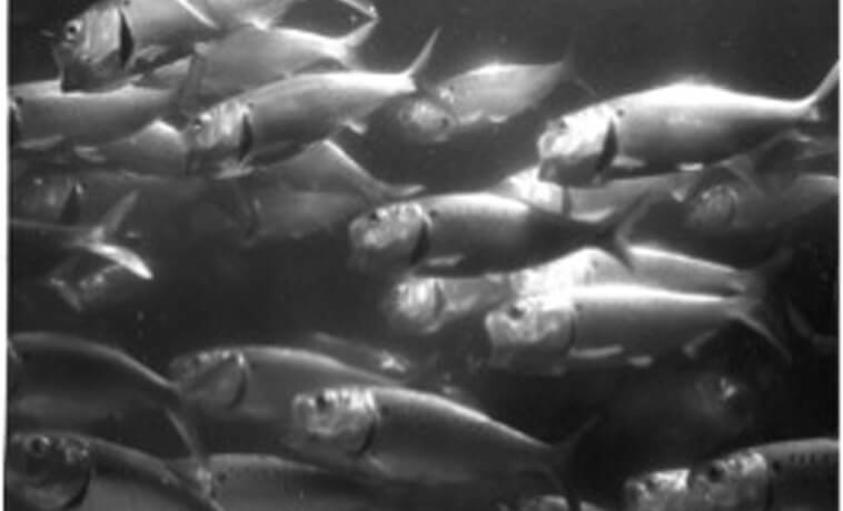 Tell Secretary Ross to Uphold the Menhaden Bay Cap