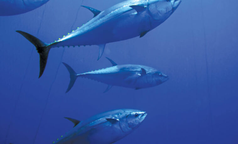 The Pacific Bluefin:  Down But Not Out – Yet