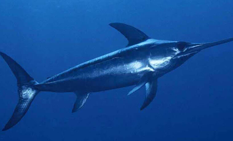 “End the Wasteful Bycatch of Bluefin”, Public Tells NMFS