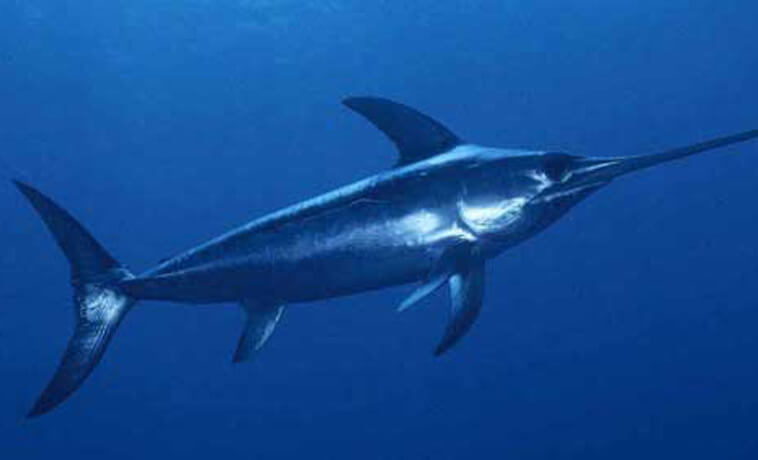 Congress Steps-Up To Bring California Swordfish Fishing Into the 21st Century